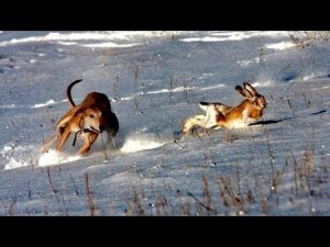 ОХОТА НА ЗАЙЦА И ЛИСУ С ГОНЧИМИ. ОХОТА 2024 ТРУДОВОЙ ЗАЯЦ! ТАКОГО МЫ ЕЩЕ НЕ ВСТРЕЧАЛИ #охота