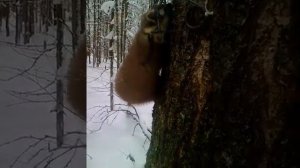 Работа гуманного капкана на куницу КП 120