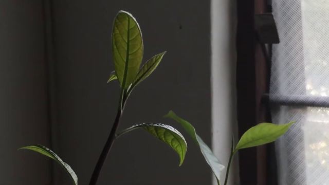 Pouteria lucuma seedling смотреть онлайн