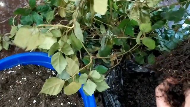 Циссус, пересадка и уход