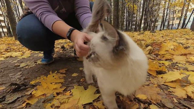 Невская маскарадная порода. Кот Саймон смотреть онлайн
