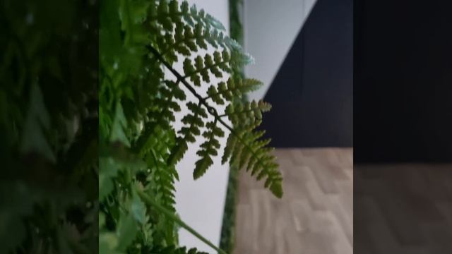 Phytocrop. Искусственные цветы. Искусственные растения. Фитостена. Искусственное озеленение смотреть онлайн