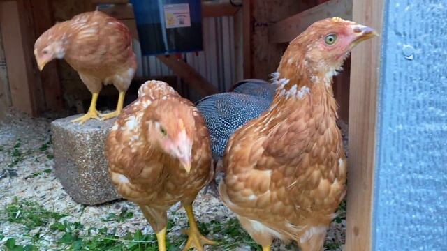 NEW FARM ADDITION: we got silkie chicks! | Farmstead Friday смотреть онлайн