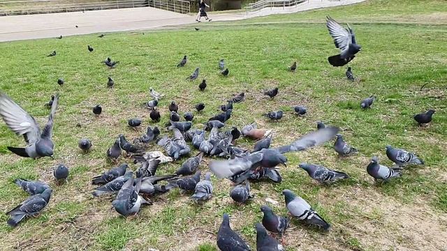 Голуби и семечки, май 2021 года смотреть онлайн