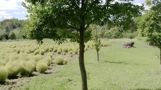 KOCHIA PLANTS смотреть онлайн
