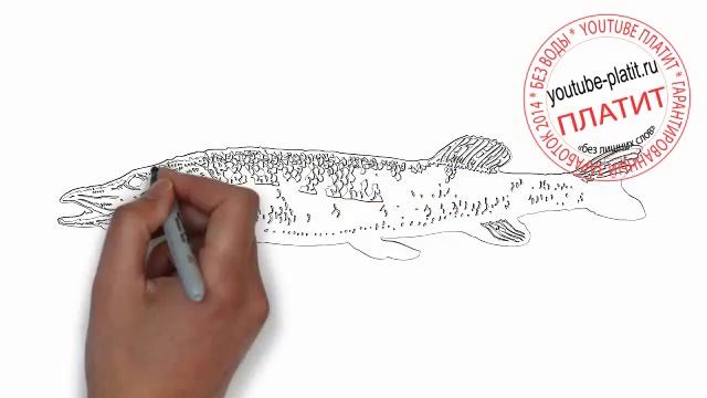 Как нарисовать дружелюбную щуку карандашом поэтапно смотреть онлайн