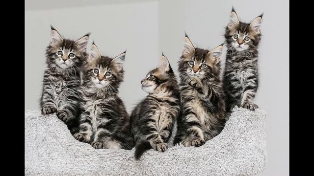 Питомник кошек породы мейн-кун HELENA HOUSE смотреть онлайн
