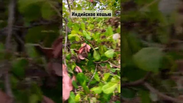 #india #goa #кешью #орехи смотреть онлайн