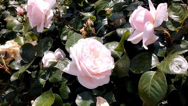Julia Renaissance, Shrub Rose