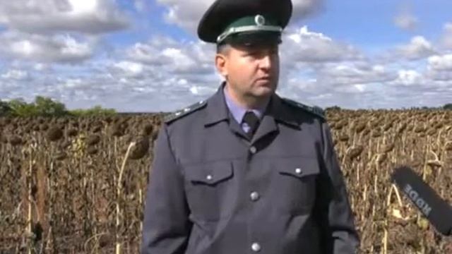 Управление проводит контрольно-надзорные мероприятия по выявлению фомопсиса подсолнечника смотреть онлайн