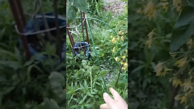 томаты черри в открытом грунте 1июля 2022г. смотреть онлайн