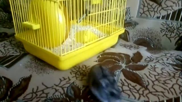 Хомяк пытается залезть на клетку смотреть онлайн