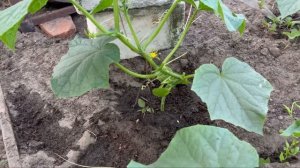 Формирование огурца в теплице. Как правильно формировать огурец.