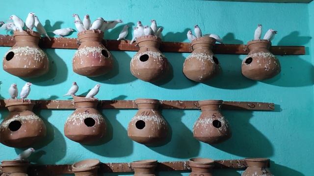 40 pair white java colony, Location-Chandaneswar смотреть онлайн