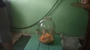 Компот из белой смородины и апельсина.