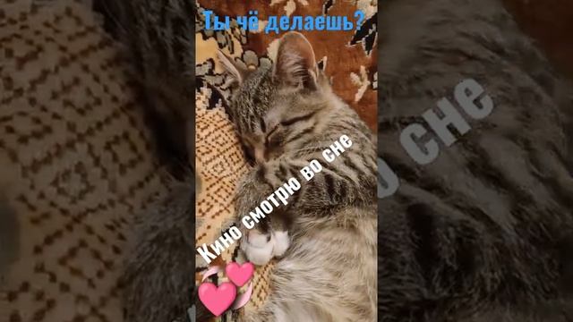 Кот,а кот! Ты чё делаешь? Кино смотрю во сне!