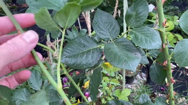 Falstaff, The Prince, Munstead Wood та William Shakespeare 2000 порівняння сортів троянд смотреть онлайн