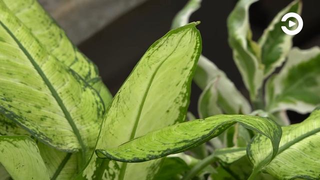 Коллекция пензенского Ботанического сада пополнилась новыми экспонатами смотреть онлайн