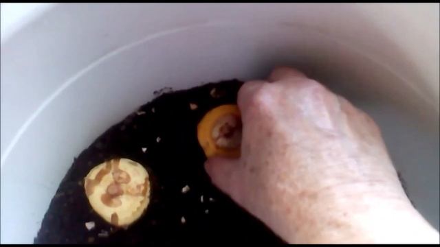 Гладиолусы в цветочном горшке. Сажаю и выращиваю.. смотреть онлайн