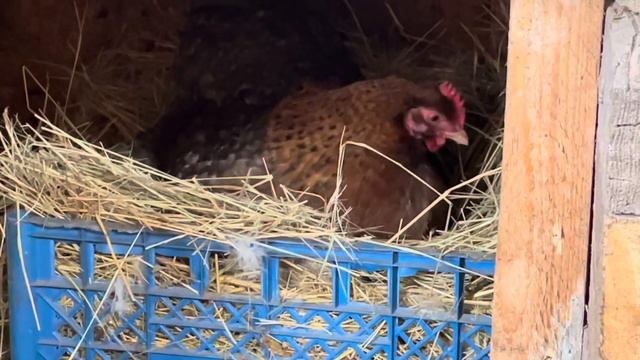 Курица или индоутка высидит утят!