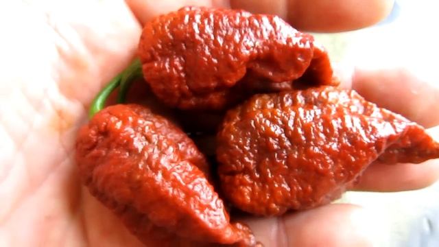 Brown Bhutlah SLP - Сверх острый сорт перца смотреть онлайн