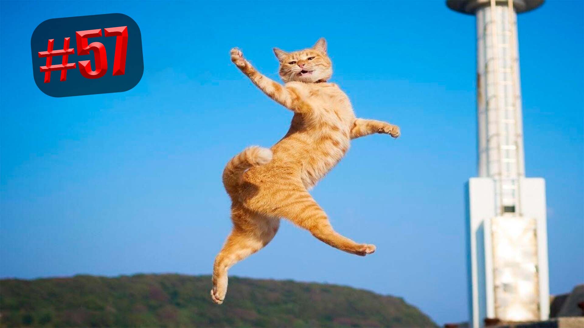 551 секунда Смеха ?? Смешных моментов | Милые котики Приколы с котами ?? Смешные коты #57 смотреть онлайн