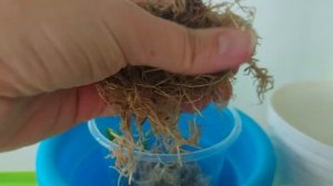 Размножение/Реанимация филодендронов