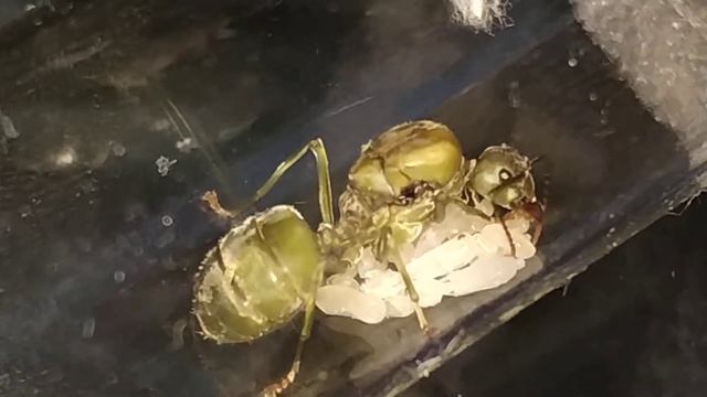 Азиатский муравей-портной (Малайзия) / "Экофила / Oecophylla smaragdin смотреть онлайн