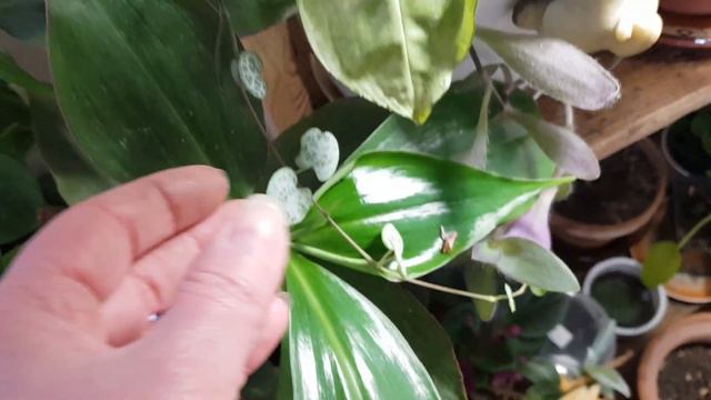 How to make a plant jungle FOR FREE смотреть онлайн