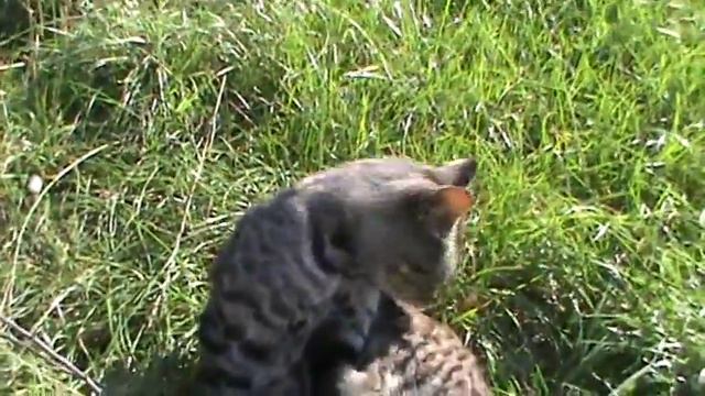 Кот и Геннадий Горин смотреть онлайн