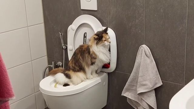 Приучаем кошку к унитазу/ второй этап/ наполнитель кошачьего туалета смотреть онлайн