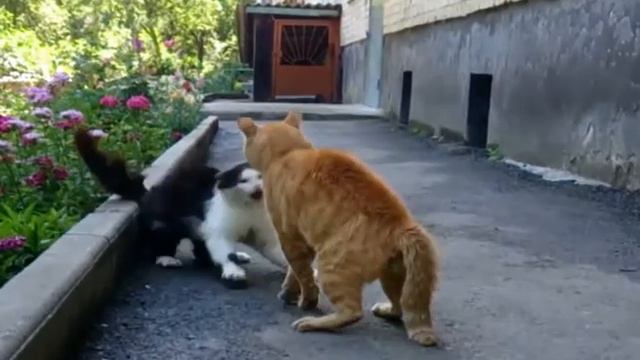 Котобой смотреть онлайн
