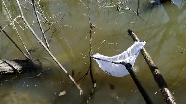 Живой корм для рыбок смотреть онлайн