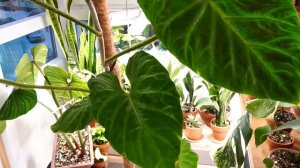 Филодендрон веррукозум | Филодендрон бородавчатый