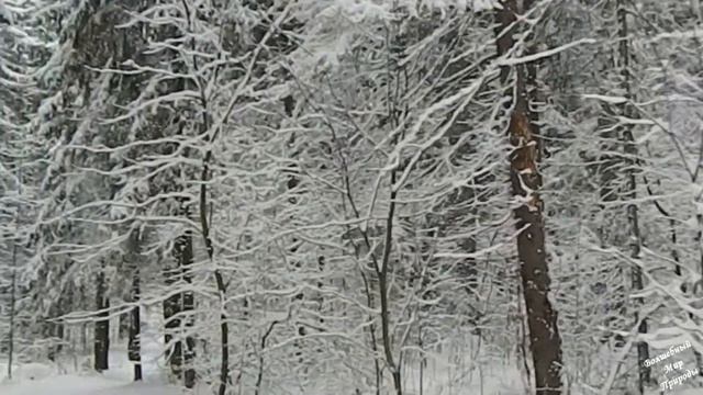 Снегопад в Лесу! Волшебная красота! (Заснеженные деревья, Шум леса, Звуки природы) смотреть онлайн