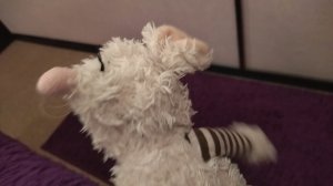 ВОЛК ПОХИТИЛ СВОИХ ДРУЗЕЙ!