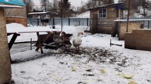 Как определить сядет ли гусыня высиживать яйца.Кормление,содержание,планы на гусей