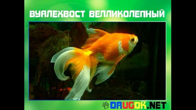 Вуалехвост велликолепный смотреть онлайн