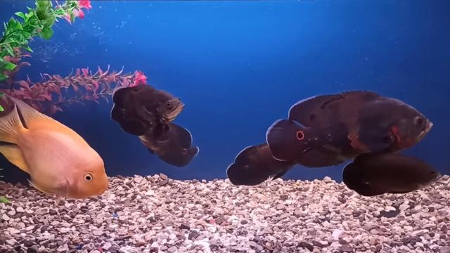 Астронотус и трёхгибридный попугай смотреть онлайн