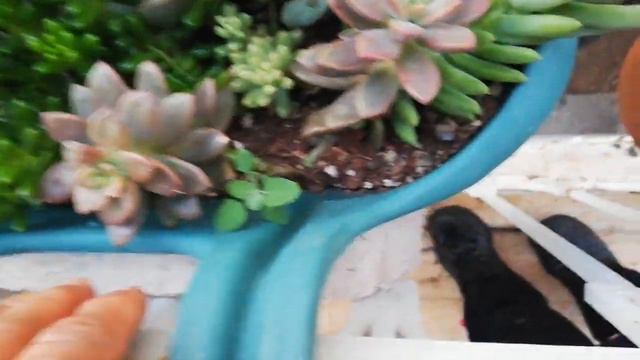 Sukulent Ve Sardunya Sulama 🌴🌺bu Kadarda Bakın Denmezki⁉️