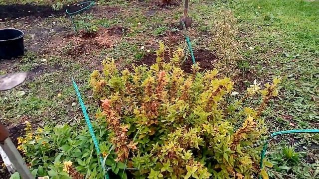 Пропалываю Цветы ВЕРБЕЙНИК ТОЧЕЧНЫЙ. Подготавливаю к ЗИМЕ!!! 26 сентября 2021г. смотреть онлайн