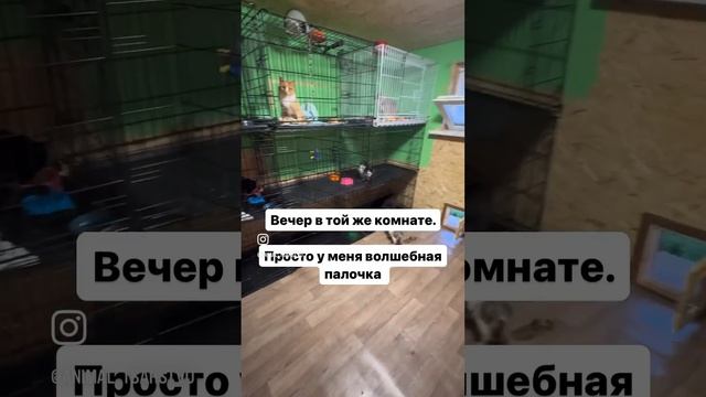 Приготовила целый пост про приют, прочитайте в комментах и описании?что думаете? #кошки #животные смотреть онлайн