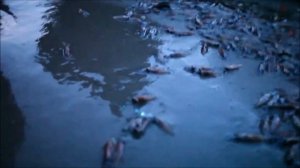 Интересные факты о кальмарах(Interesting Squid Facts).