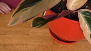 СТРОМАНТА. СОДЕРЖАНИЕ В ДОМАШНИХ УСЛОВИЯХ. Мои цветы. Мой опыт.