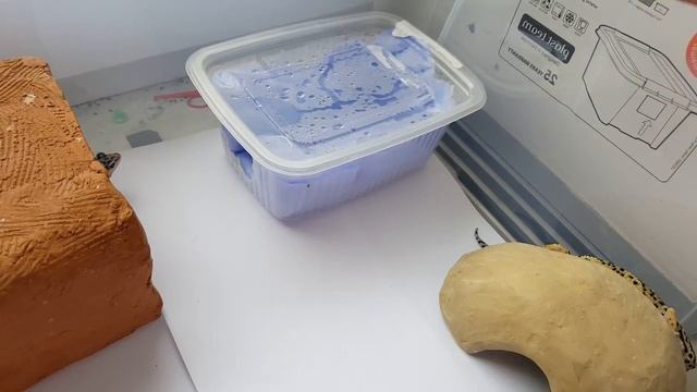 ? Содержание эублефаров/ уход за леопардовым гекконом ? смотреть онлайн