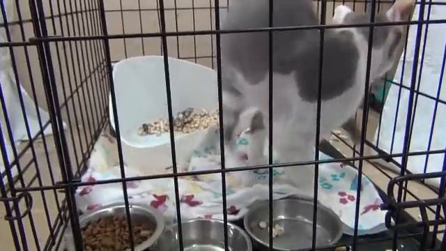 Феликс сфинкс смотреть онлайн
