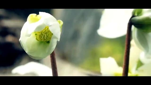 Асхат Ош - Инструментальная музыка смотреть онлайн