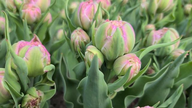 DOUBLE SURPRISE | TULIPS | SPRING FLOWERS смотреть онлайн