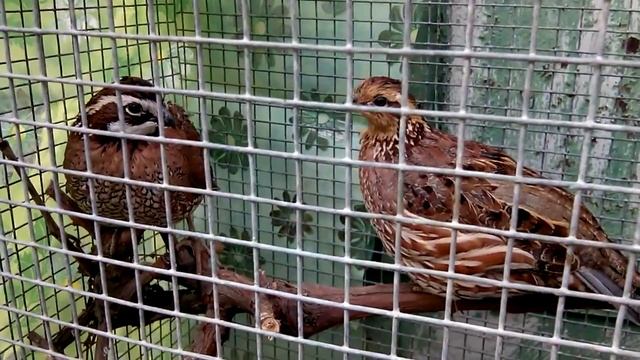 Colinus virginianus - виргинская куропатка смотреть онлайн