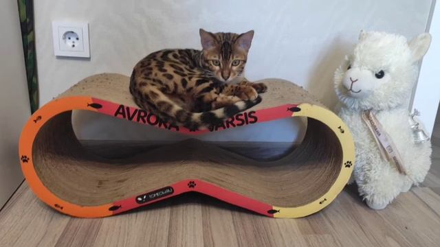 КАКУЮ ВЫБРАТЬ КОГТЕТОЧКУ ДЛЯ КОТА? | КОГТЕТОЧКА АВРОРЫ смотреть онлайн